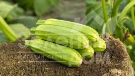 Семена кабачков Самира F1 / Samira F1, 40-45 дней купить оптом и в розницу в Украине по выгодной цене