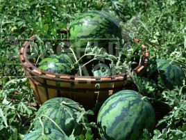 Насіння кавуна Сід Зеро F1 / Seed Zero F1 купити оптом і в роздріб в Україні за вигідною ціною