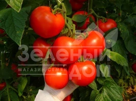 Семена томатов Корвинус F1 / Corvinus F1,110-115 дней купить оптом и в розницу в Украине по выгодной цене