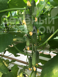 Насіння огірків Кантара F1 / Cantara F1,50 днів купити оптом і в роздріб в Україні за вигідною ціною