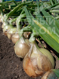 Цибуля ріпчаста Вердон F1 (T-803) / Verdon F1 (T-803),85-90 днів купити оптом і в роздріб в Україні за вигідною ціною