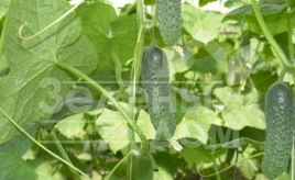 Семена огурцов Мирабелл F1 / Mirabelle F1,40-45 дней купить оптом и в розницу в Украине по выгодной цене