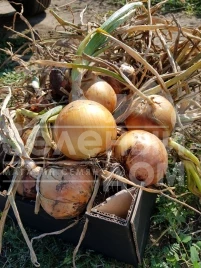 Лук репчатый Саманта F1 / Samanta F1,125-130 дней купить оптом и в розницу в Украине по выгодной цене