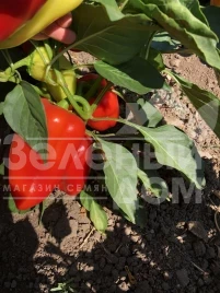 Семена сладкого перца Монолиза F1 / Monoliza F1, 110-140 дней купить оптом и в розницу в Украине по выгодной цене