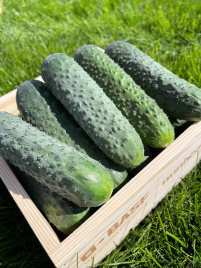 Насіння огірків Елітор F1 / Elitor F1 купити оптом і в роздріб в Україні за вигідною ціною