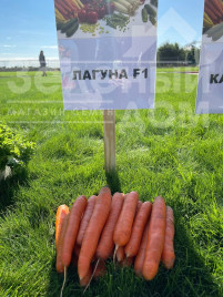 Насіння моркви Лагуна F1 / Laguna F1,60-65 днів купити оптом і в роздріб в Україні за вигідною ціною