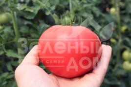 Семена томатов Пинк Дели (ТЕХ 2720 F1) /  Pink Deli F1,95-102 дня купить оптом и в розницу в Украине по выгодной цене