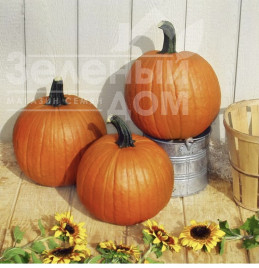 Насіння гарбуза Гладіатор F1 / Gladiator F1, 110 днів купити оптом і в роздріб в Україні за вигідною ціною