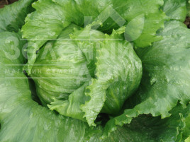 Насіння салату Мауглі / Maugli,50-55 днів купити оптом і в роздріб в Україні за вигідною ціною