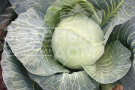 Насіння капусти білокачанної Віконт F1 / Vikont F1 купити оптом і в роздріб в Україні за вигідною ціною