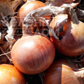 Цибуля ріпчаста Імперіос F1 / Imperios F1,115 днів купити оптом і в роздріб в Україні за вигідною ціною