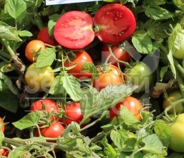 Семена томатов Даринка F1 / Darinka F1,90-95 дней купить оптом и в розницу в Украине по выгодной цене