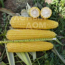 Насіння кукурудзи Алойзія F1 / Alojzia F1,75 днів купити оптом і в роздріб в Україні за вигідною ціною