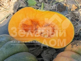 Семена тыквы Маноск F1 / Manosk F1,110-115 дней купить оптом и в розницу в Украине по выгодной цене