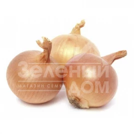 Лук репчатый Муза F1 / Musa F1 купить оптом и в розницу в Украине по выгодной цене