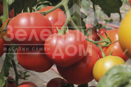 Насіння томатів Капонет F1 / Caponet F1 купити оптом і в роздріб в Україні за вигідною ціною