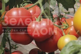 Насіння томату Капонет F1 / Caponet F1 купити оптом і в роздріб в Україні за вигідною ціною