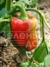 Семена сладкого перца Соломон F1 / Solomon F1,65-70 дней купить оптом и в розницу в Украине по выгодной цене