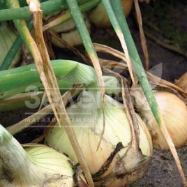 Лук репчатый Балстар F1 / Balstar F1,115 дней купить оптом и в розницу в Украине по выгодной цене
