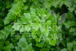 Семена петрушки Риалто / Rialto купить оптом и в розницу в Украине по выгодной цене