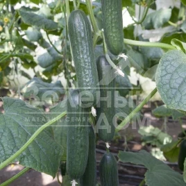 Семена огурцов КС 930 F1 / KS 930 F1,45-50 дней купить оптом и в розницу в Украине по выгодной цене