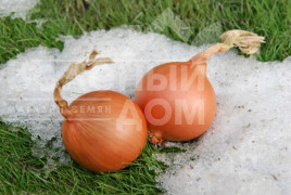 Цибуля ріпчаста Екстра Ерлі Голд F1 / Extra Early Gold F1,240 днів купити оптом і в роздріб в Україні за вигідною ціною