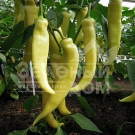 Семена сладкого перца Белорожец / Belorozhet,60-70 дней купить оптом и в розницу в Украине по выгодной цене