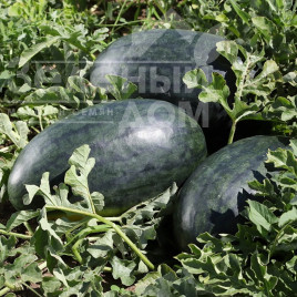 Насіння кавуна КС 250 F1 / KS 250 F1,60-65 днів купити оптом і в роздріб в Україні за вигідною ціною