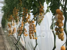 Семена томатов Саммер Сан F1 / Summer Sun F1 купить оптом и в розницу в Украине по выгодной цене