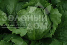 Насіння салату Експрешіон / Expression купити оптом і в роздріб в Україні за вигідною ціною