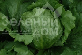 Насіння салату Експрешіон / Expression купити оптом і в роздріб в Україні за вигідною ціною