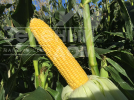 Насіння кукурудзи Турбін F1 / Turbin F1,70-72 дні купити оптом і в роздріб в Україні за вигідною ціною
