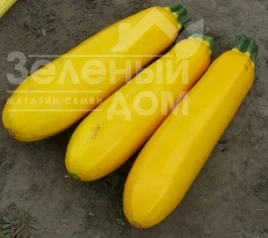Насіння кабачка Голдстік F1 / Goldstik F1, 45 днів купити оптом і в роздріб в Україні за вигідною ціною