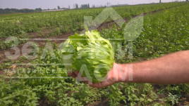 Насіння салату Саула / Saula купити оптом і в роздріб в Україні за вигідною ціною