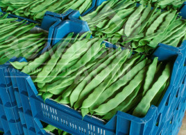 Насіння спаржевої квасолі Фестівал / Festival купити оптом і в роздріб в Україні за вигідною ціною