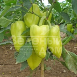 Семена сладкого перца Слави F1 / Slavy F1,60-70 дней купить оптом и в розницу в Украине по выгодной цене