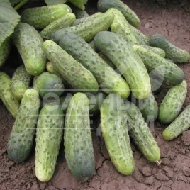 Семена огурцов Бара F1 / Bara F1,40-45 дней купить оптом и в розницу в Украине по выгодной цене