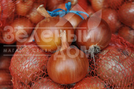 Цибуля ріпчаста Хайденс F1 / Haydens F1, 125-130 днів купити оптом і в роздріб в Україні за вигідною ціною