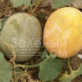Семена дыни Баллу / Ballu купить оптом и в розницу в Украине по выгодной цене