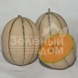 Семена дыни Массимо F1 / Massimo F1, 75-85 дней купить оптом и в розницу в Украине по выгодной цене