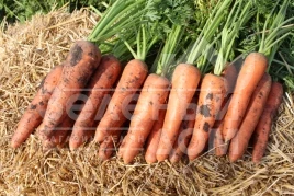 Семена моркови Мирафлорес F1 / Miraflores F1,115-120 дней купить оптом и в розницу в Украине по выгодной цене