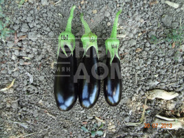 Насіння баклажанів Караєфе F1 / Karaefe F1 купити оптом і в роздріб в Україні за вигідною ціною