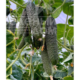 Насіння огірків Прімеро F1 / Primero F1 купити оптом і в роздріб в Україні за вигідною ціною