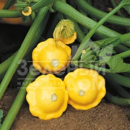 Семена патиссона Санбурст F1 / Sunburst F1,45-70 дней купить оптом и в розницу в Украине по выгодной цене