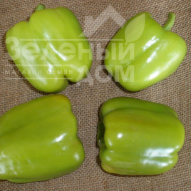 Насіння солодкого перцю Саскія F1 / Saskia F1,60-70 днів купити оптом і в роздріб в Україні за вигідною ціною