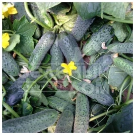 Семена огурцов Сертел F1 / Sertel F1,40-45 дней купить оптом и в розницу в Украине по выгодной цене