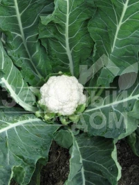 Семена капусты цветной Майбах F1 / Maybah F1,50-55 дней купить оптом и в розницу в Украине по выгодной цене