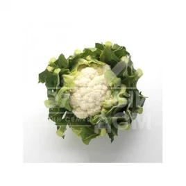 Семена капусты цветной Декстер F1 / Dexter F1,90-95 дней купить оптом и в розницу в Украине по выгодной цене