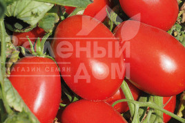 Насіння томатів Еванс (INX 36-2019) F1 / Evans (INX 36-2019) F1,92-94 дні купити оптом і в роздріб в Україні за вигідною ціною