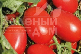 Насіння томату Еванс (INX 36-2019) F1 / Evans (INX 36-2019) F1, 92-94 дні купити оптом і в роздріб в Україні за вигідною ціною